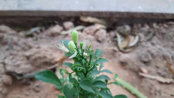 Φυτό Murraya Paniculata Άλλα Του Ονόματα Είναι Πορτοκαλί Γιασεμί Πορτοκαλί — Αρχείο Βίντεο