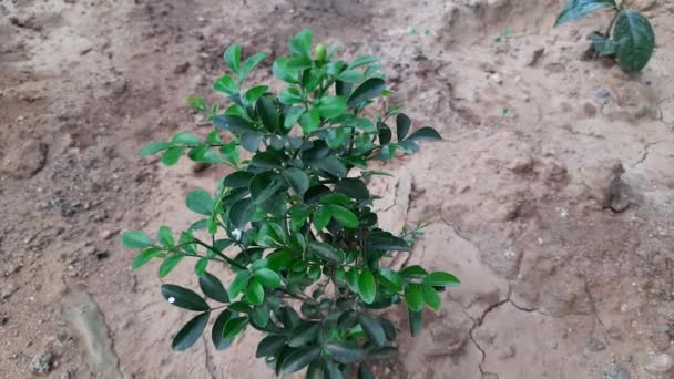 Murraya Paniculata Plant Its Other Names Orange Jasmine Orange Jessamine — Stock Video