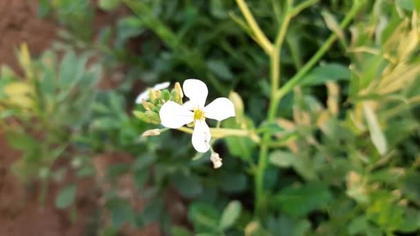Retekvirág Zöldségkertben Retekvirág Apró Virágszál Amely Négy Szirmból Áll Amelyek — Stock videók
