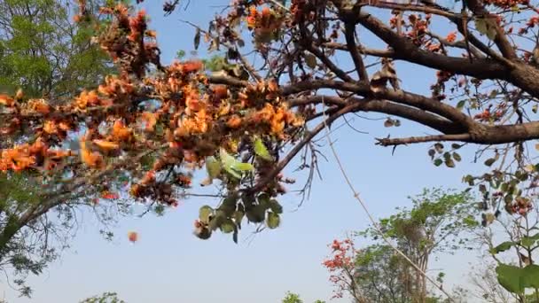 丁茶单精子花 它是一种 Buteanative 它用于木材 医药和染料 它的其他名字森林的火焰 混蛋柚木 橙棕榈花 — 图库视频影像