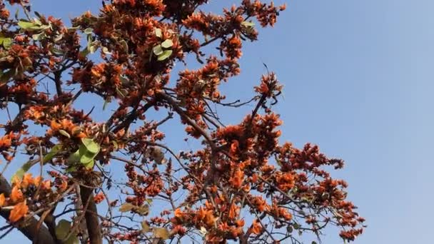 Butea Monosperma Flori Este Specie Buteanativ Utilizează Pentru Lemn Rășină — Videoclip de stoc