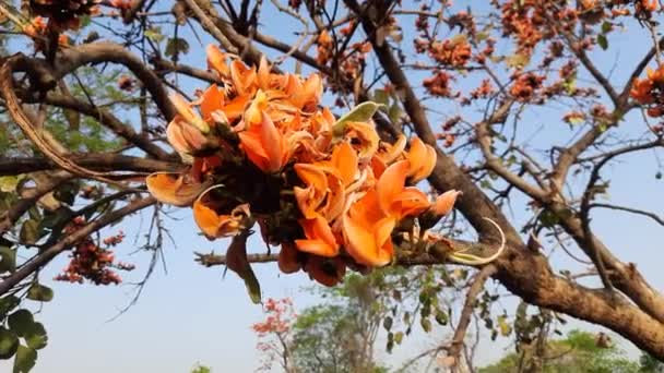 Butea Monosperma Flowers Одним Видів Роду Buteanative Використовується Деревини Смоли — стокове відео
