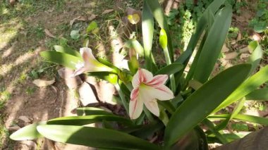 Zambak çiçekleri, zambaklar, zambaklar, zambaklar, zambak çiçekleri, bahçıvanlık, botanik, botanik, çiçek, çiçek, zambak, bahçe, zambak, çiçek, çiçek, çiçek, çiçek, yaz, parlak, bitki, yakın plan, çiçek, beyaz, çiçek, çiçek, çiçek, çiçek, çiçek, çiçek, çiçek, yaprak, demet,