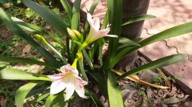 Zambak çiçekleri, zambaklar, zambaklar, zambaklar, zambak çiçekleri, bahçıvanlık, botanik, botanik, çiçek, çiçek, zambak, bahçe, zambak, çiçek, çiçek, çiçek, çiçek, yaz, parlak, bitki, yakın plan, çiçek, beyaz, çiçek, çiçek, çiçek, çiçek, çiçek, çiçek, çiçek, yaprak, demet,