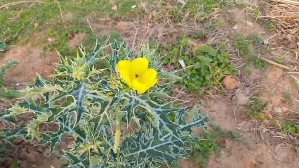 Argemone Mexicana Mexican Poppy Mexican Prickly Poppy Flowering Thistle Cardoorcardosanto — Stock Video