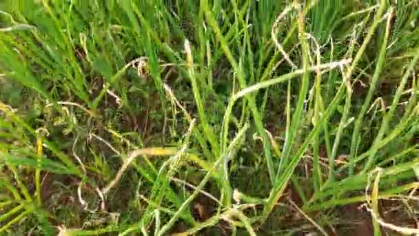 Impianto Aglio Orto Foglie Aglio Verde Nel Campo Aglio Allium — Video Stock