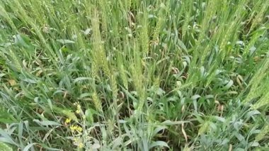 Yeşil buğday tarlasının panoramik manzarası güneşli bir gün. Ultra 4 km. yakın mesafede. Rüzgarda sallanan yeşil buğday tarlası. Yeşil arazinin güzel manzarası.