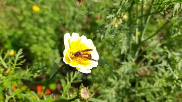 Eine Honigbiene Sitzt Krone Gänseblümchen Blume Seine Anderen Namen Girlanden — Stockvideo