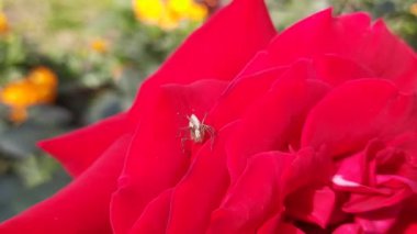 Kırmızı gül çiçeğinin üzerindeki küçük örümcek. Bahçede çiçek açan küçük bir örümcek. Böcekler 4k videosu. 