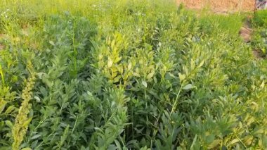 Sebze bahçesindeki Vicia Faba bitkisi. Diğer adı fasulye, fava fasülyesi, veya faba fasülyesi. Bu bir tür vejetaryendir. Bezelye ve fasulye familyasında çiçek açan bir bitki..