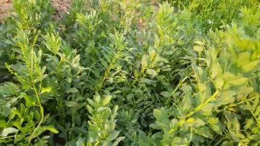 Sebze bahçesindeki Vicia Faba bitkisi. Diğer adı fasulye, fava fasülyesi, veya faba fasülyesi. Bu bir tür vejetaryendir. Bezelye ve fasulye familyasında çiçek açan bir bitki..