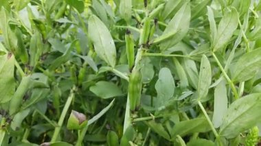 Sebze bahçesindeki Vicia Faba bitkisi. Diğer adı fasulye, fava fasülyesi, veya faba fasülyesi. Bu bir tür vejetaryendir. Bezelye ve fasulye familyasında çiçek açan bir bitki..