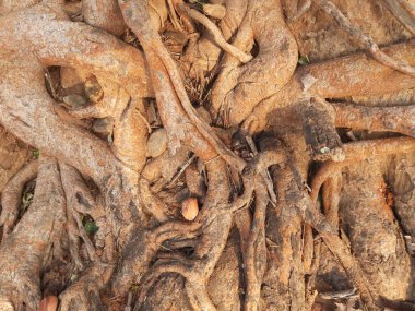 Hindistan 'da dikiz ağacı kökleri. Diğer adı Bodhi ağacı, pippala ağacı, peepul ağacı, Ficus religiosa ağaç orashwattha ağacı. Bu ağacın altında Gautama Buda 'nın aydınlandığına inanılan ağaç..