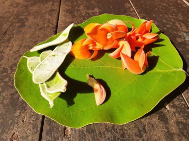 Ama monosperma çiçekleri. Buteanative 'in bir türüdür. Kereste, reçine, yem, ilaç ve boya için kullanılır. Diğer adı ormanın alevi ve piç meşesi. Turuncu Palas çiçeği.