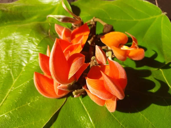 Butea Monosperma Bloemen Het Een Soort Buteanative Het Wordt Gebruikt — Stockfoto