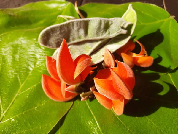 Butea Monosperma 양식업의 일종이다 나무는 의약품 용됩니다 이름은 그리고 티크이다 — 스톡 사진