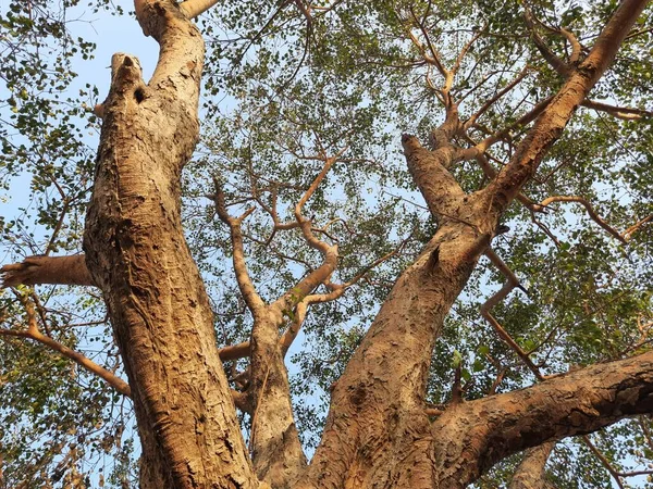 Óriási Peepálfa Indiában Más Néven Bodhi Pippala Peepul Ficus Religiosa — Stock Fotó