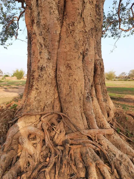 Raízes Árvores Peepais Índia Outra Árvore Bodhi Nome Árvore Pippala — Fotografia de Stock