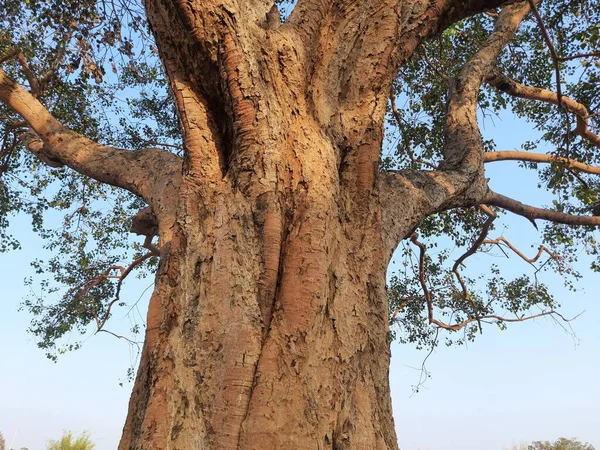 Óriási Peepálfa Indiában Más Néven Bodhi Pippala Peepul Ficus Religiosa — Stock Fotó