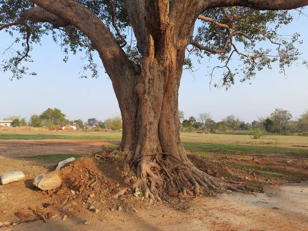 Obří Peepal Tree Indii Jiné Jméno Bodhi Strom Pippala Strom — Stock fotografie