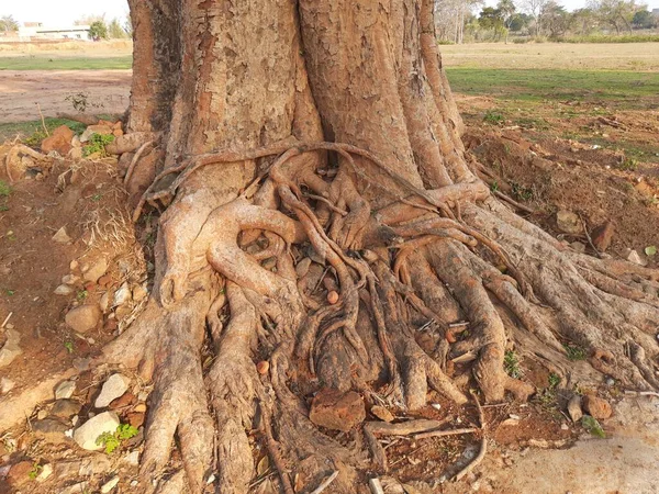 Peepal Gyökerek Indiában Más Néven Bodhi Pippala Peepul Ficus Religiosa — Stock Fotó