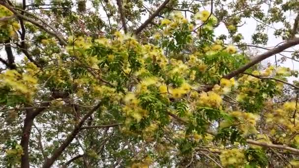 Flores Albizia Lebbeck Shirisha Flores Albizia Julibrissin Primer Plano Albizia — Vídeos de Stock