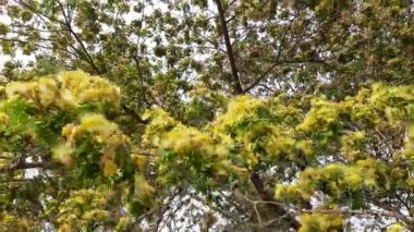 Albizia lebbeck ya da shirisha ağacı çiçekleri. Yakın plan Albizia julibrissin çiçekleri. Albizia, Legume familyasının Albizia cinsinden bir ağaç türüdür.).