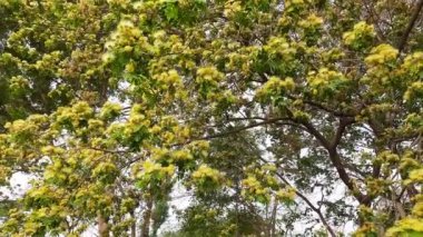 Albizia lebbeck ya da shirisha ağacı çiçekleri. Yakın plan Albizia julibrissin çiçekleri. Albizia, Legume familyasının Albizia cinsinden bir ağaç türüdür.).