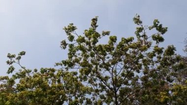 Albizia lebbeck ya da shirisha ağacı çiçekleri. Yakın plan Albizia julibrissin çiçekleri. Albizia, Legume familyasının Albizia cinsinden bir ağaç türüdür.).