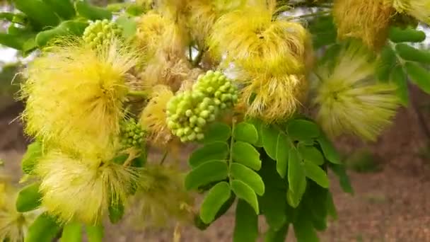 アルブジア レブベック 白沙樹 アルブジア ジュブリシシンの花を間近で見ることができます アルビジア Albizia マメ科アルビジア属の木種 Fabaceae — ストック動画