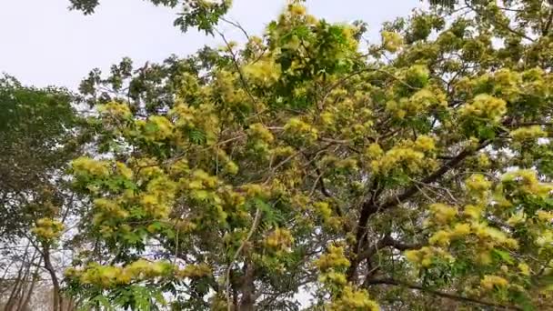 アルブジア レブベック 白沙樹 アルブジア ジュブリシシンの花を間近で見ることができます アルビジア Albizia マメ科アルビジア属の木種 Fabaceae — ストック動画