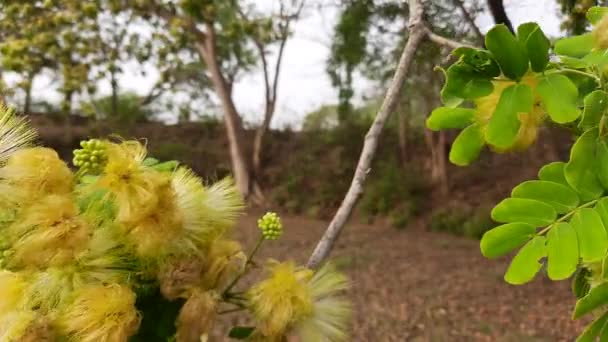 アルブジア レブベック 白沙樹 アルブジア ジュブリシシンの花を間近で見ることができます アルビジア Albizia マメ科アルビジア属の木種 Fabaceae — ストック動画