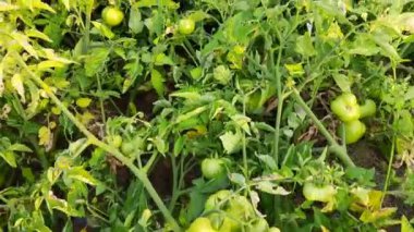 Sebze bahçesinde domatesli domates. Domates soğuk mevsimin popüler bir sebzesidir. Dünyanın en popüler sebzesi. Tarım kavramı.