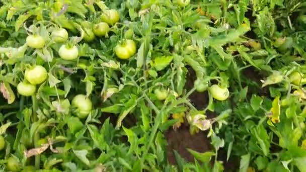 Tomatplanta Med Tomat Grönsaksträdgården Tomat Populär Grönsak Den Kalla Årstiden — Stockvideo