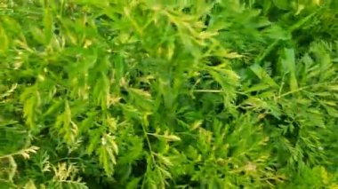 Sebze bahçesinde havuç bitkisi. Mutfak bahçesinde havuç yaprakları. Tüm dünyada en popüler sebzelerden biridir. Bu bir sebze kökü. Çiğ çiğ yenebilir..