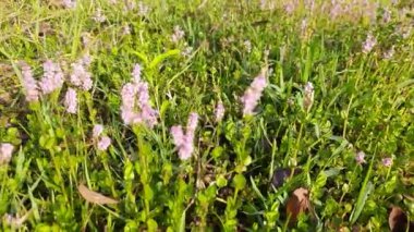 Rotala rotundifolia çiçekleri. Nehir kenarındaki güzel yabani çiçek. pembe çiçek.