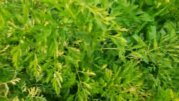 Karotka Zeleninové Zahradě Karotka Odchází Zahradu Nejoblíbenější Zelenina Celém Světě — Stock video