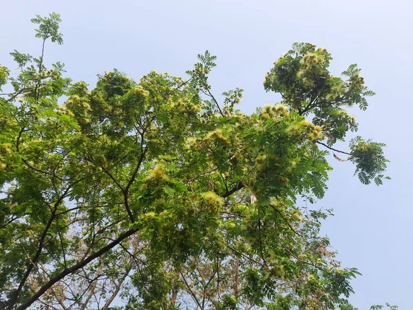 Albizia Lebbeck Shirisha Árvores Flowers Flowers Albizia Julibrissin Close Albizia — Fotografia de Stock