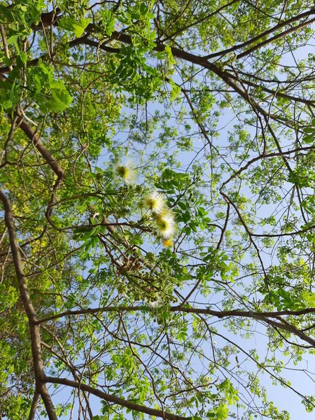 Цветки Альбиселесте Ширише Цветут Крупным Планом Albizia Вид Дерева Роде — стоковое фото
