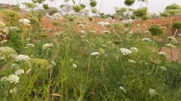 Fiori Carota Orto Una Carota Può Avere Più 1000 Fiori — Video Stock