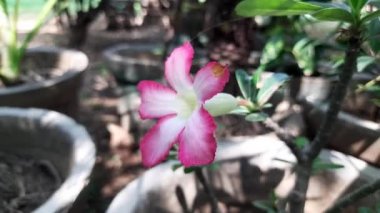 Adenyum arabicum çiçeği. Çoğunlukla çöl gülü, Adenium obesum, Adenium ve Adan çalılıklarında kullanılan sulu bir bitki türüdür. Güzel pembe çiçekler.