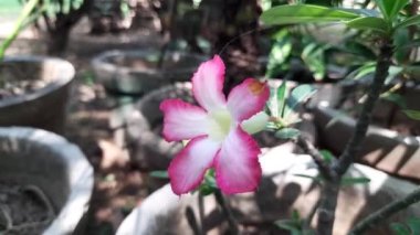 Adenyum arabicum çiçeği. Çoğunlukla çöl gülü, Adenium obesum, Adenium ve Adan çalılıklarında kullanılan sulu bir bitki türüdür. Güzel pembe çiçekler.