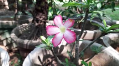 Adenyum arabicum çiçeği. Çoğunlukla çöl gülü, Adenium obesum, Adenium ve Adan çalılıklarında kullanılan sulu bir bitki türüdür. Güzel pembe çiçekler.