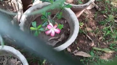 Adenyum arabicum çiçeği. Çoğunlukla çöl gülü, Adenium obesum, Adenium ve Adan çalılıklarında kullanılan sulu bir bitki türüdür. Güzel pembe çiçekler.