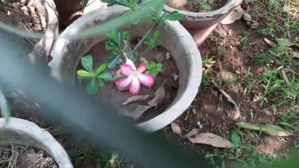 阿拉伯杜鹃花 木薯是一种肉质植物 常用于木薯 它的其他名称有 沙漠玫瑰 直立树 直立树和灌丛 美丽的粉红色花朵 — 图库视频影像
