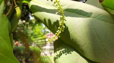 Ağaçtaki badem çiçeği. Diğer adı Prunus amygdalus ve Prunus dulcis. Badem aynı zamanda bu ağacın yenilebilir ve yaygın olarak ekilen tohumunun adıdır. Hint Badem Çiçeği. 