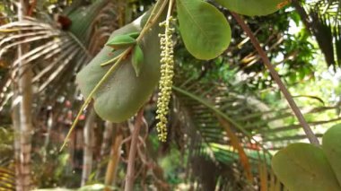 Ağaçtaki badem çiçeği. Diğer adı Prunus amygdalus ve Prunus dulcis. Badem aynı zamanda bu ağacın yenilebilir ve yaygın olarak ekilen tohumunun adıdır. Hint Badem Çiçeği. 