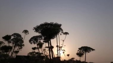 Gün batımında havuç çiçeği. Bir havuçta 1000 'den fazla çiçek olabilir. Şemsiyeye benzeyen güzel bir havuç çiçeği. Bir çiçekte çok sayıda tohum vardır. Sebze çiçekleri. 