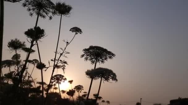 Wortelbloemen Bij Zonsondergang Een Wortel Kan Meer Dan 1000 Bloemen — Stockvideo