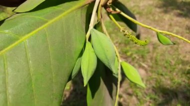 Yeşil Badem. Diğer adı Prunus amygdalus ve Prunus dulcis. Badem aynı zamanda bu ağacın yenilebilir ve yaygın olarak ekilen tohumunun adıdır. Hint badem meyveleri. Çiğ Badem.